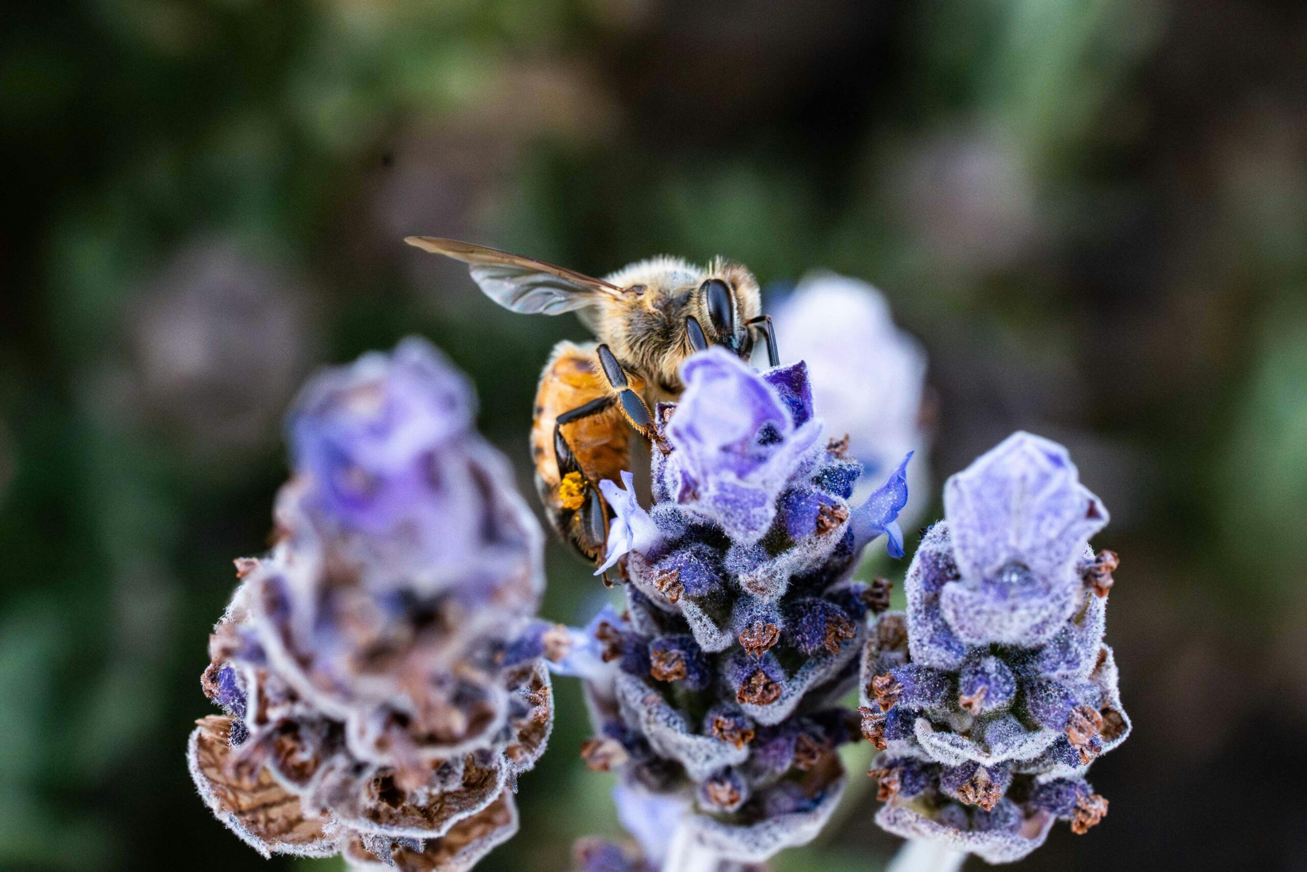Macro shot of a honeybee collecting nectar from purple lavender blossoms.